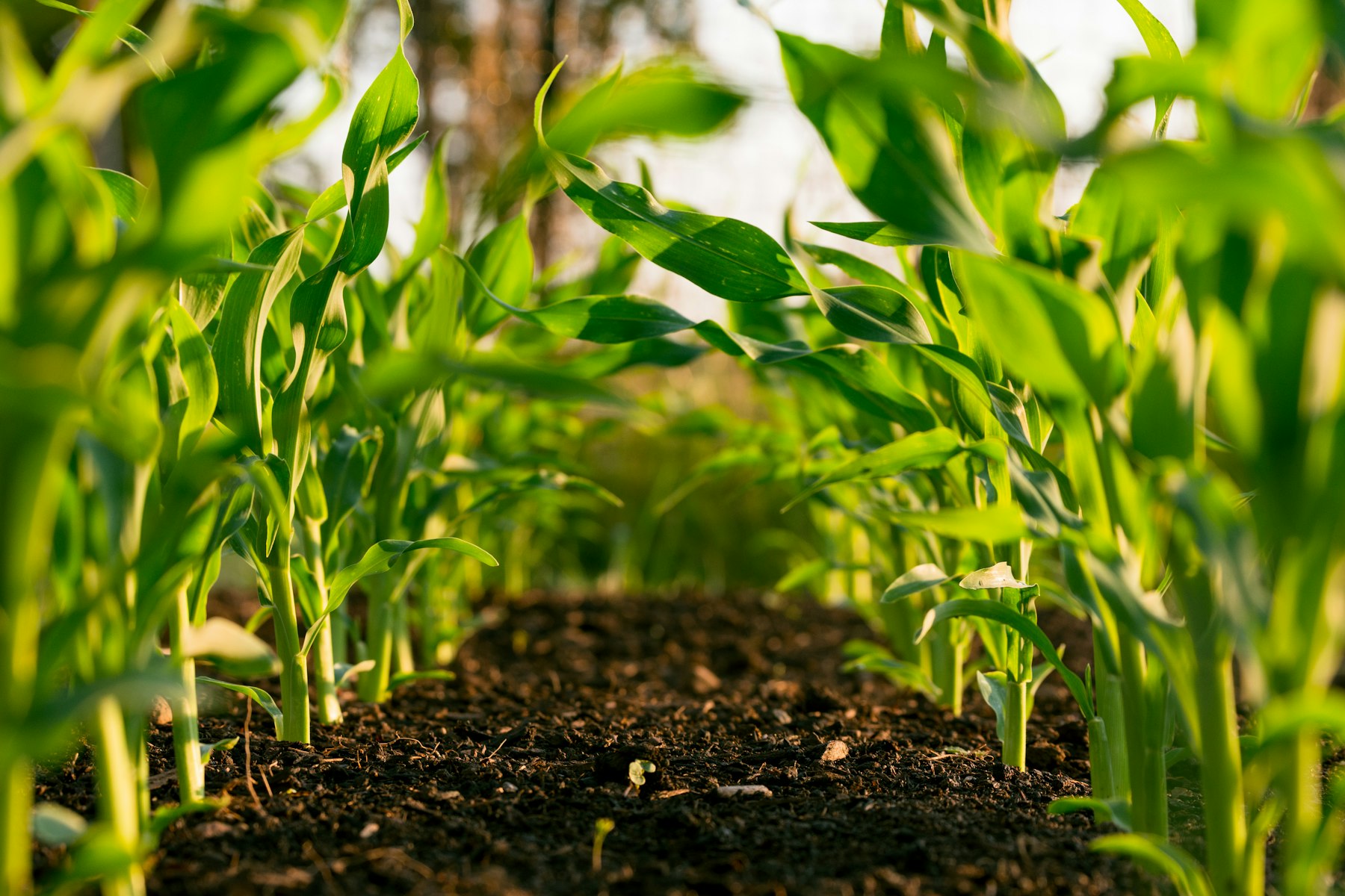Curso de Agronomia da Faculdade Faron